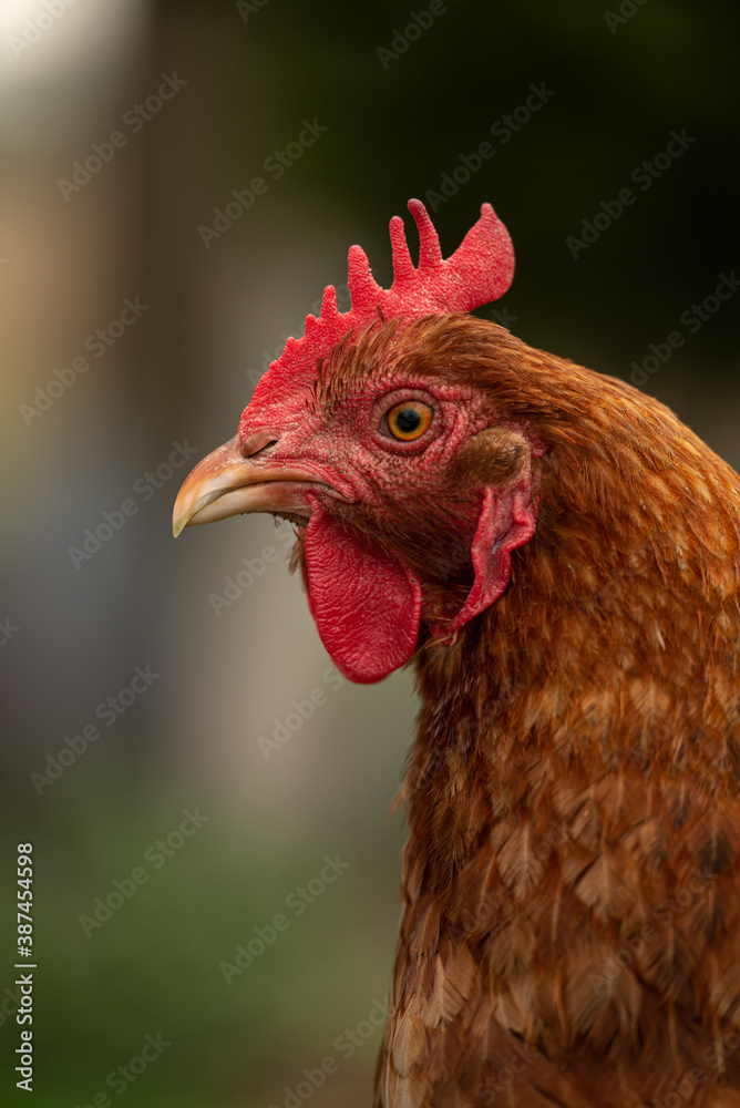 The Rhode Island Red is an American breed of domestic chicken