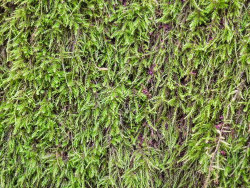 Close up with natural green moss on a bark tree.