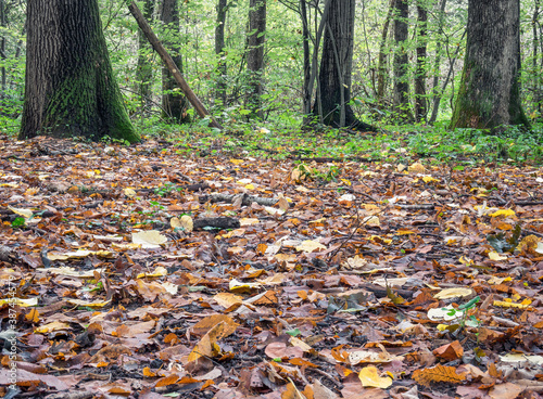 Many colored leaves on the ground. Carpet of fallen yellow leaves in the forest.