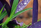 Lluvia sobre hojas verdes y violetas