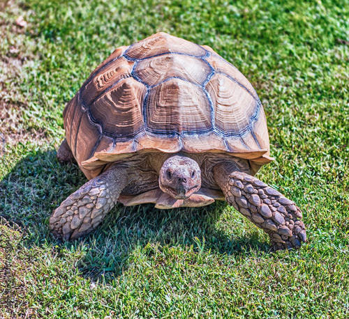 African spurred tortoise aka sulcata tortoise walking on the grass photo