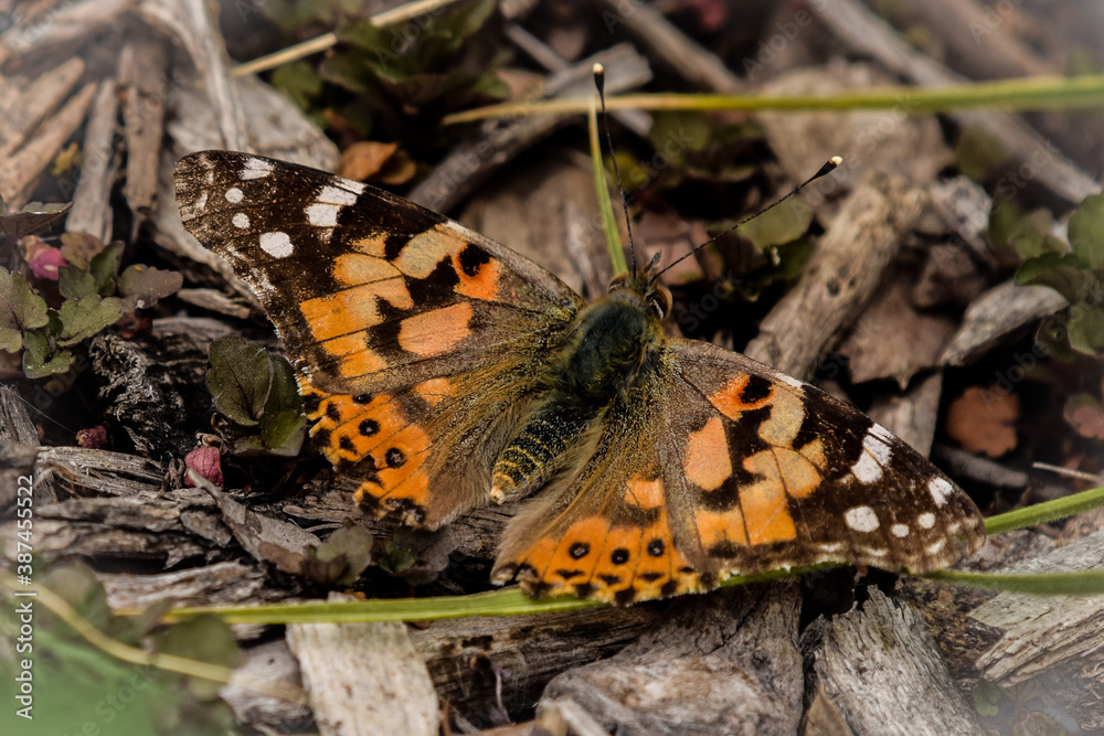 Obraz premium Painted lady butterfly 