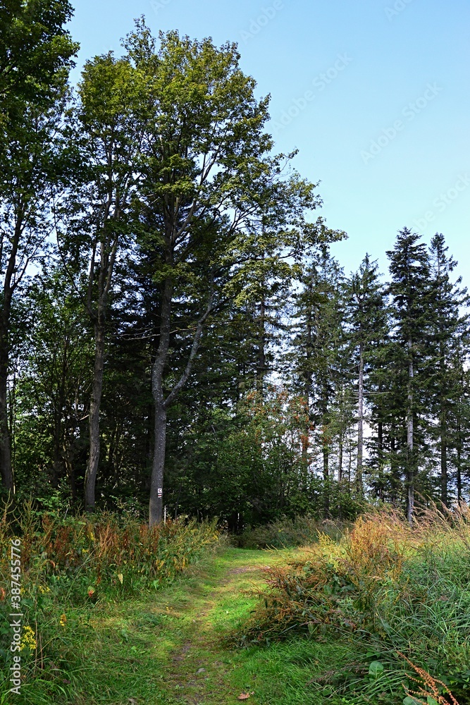 Obraz premium Touristic pathway surrounded by tall coniferous and broadleaf trees on top of Javorniky mountains, boundary between Slovakia and Czech republic, during sunny summer day. 