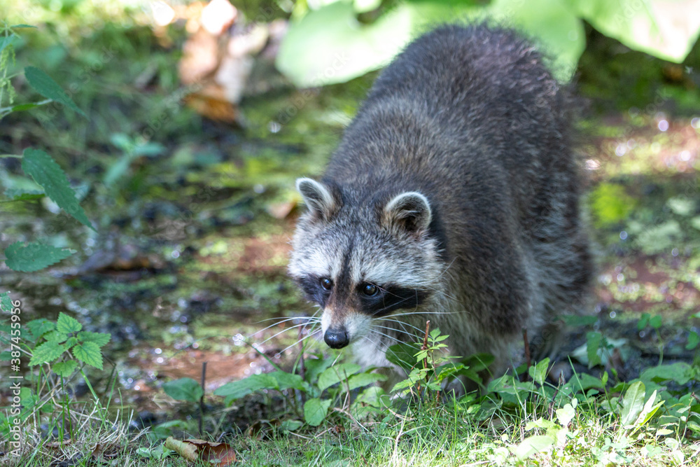North American raccoon (in german Waschbär) Procyon lotor