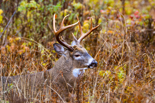 Stunning male deer in the Canadian forest in Quebec in the fall © Gilles Rivest