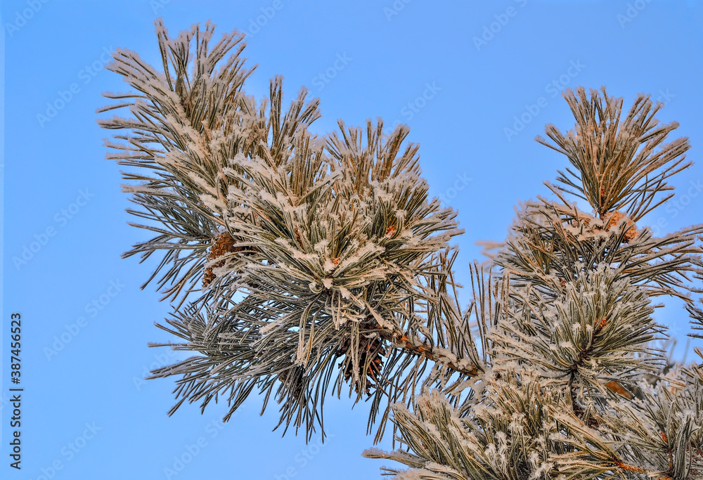 Snow and hoarfrost on pine tree branch with cones close up Snow and hoarfrost on pine tree branch with cones close up