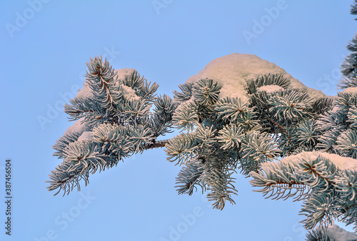 Fir tree btanch with snow and hoarfrost on needles photo
