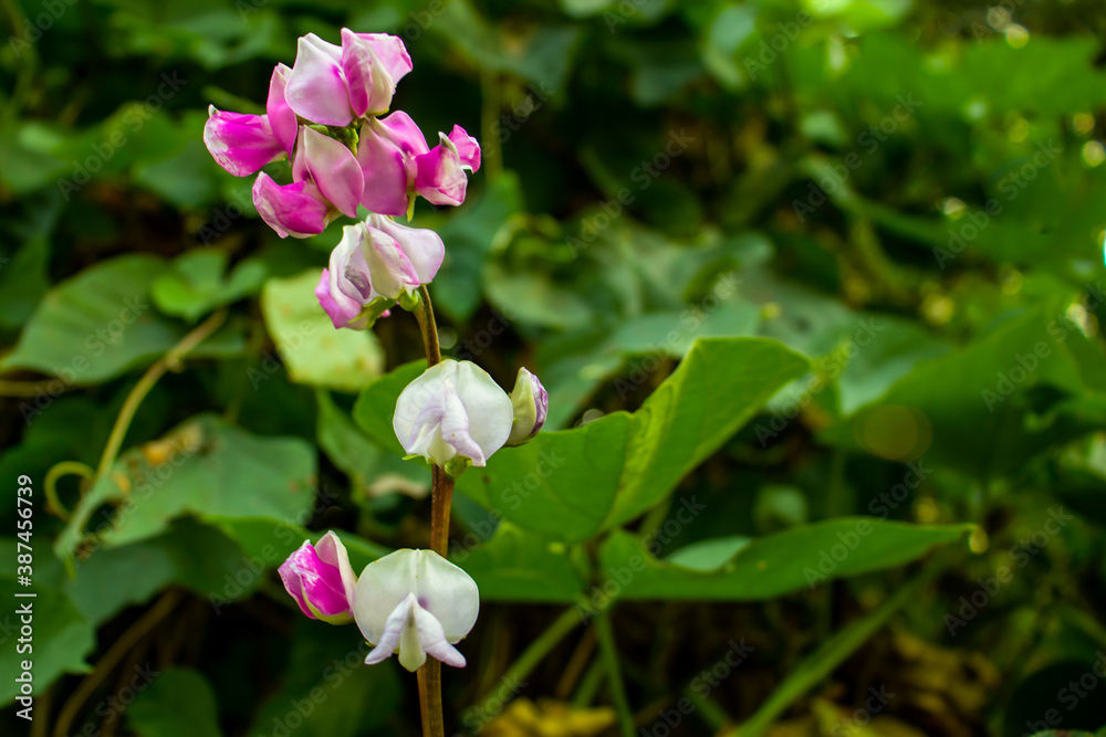 Fototapeta premium Pink white and red bean flower and the pure vegetable food