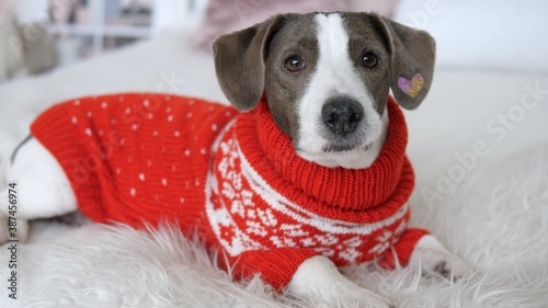 NClose up of small dog on white bed in red sweater. Christmas holidays concept photo