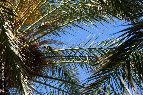 Parrot on palm