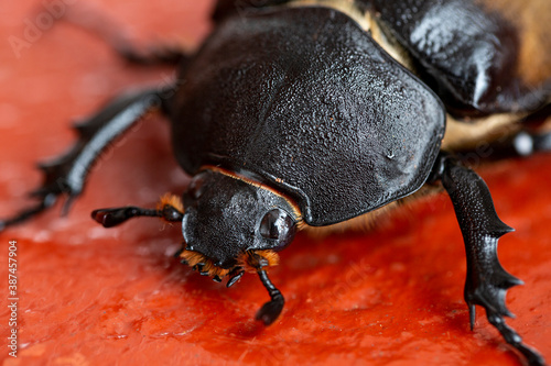Mexican big beetle, macro photography © Alona