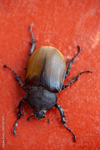 Mexican big beetle, macro photography