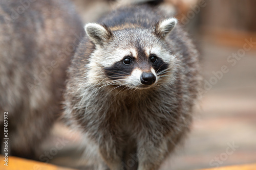 North American raccoon (in german Waschbär) Procyon lotor © pixs:sell