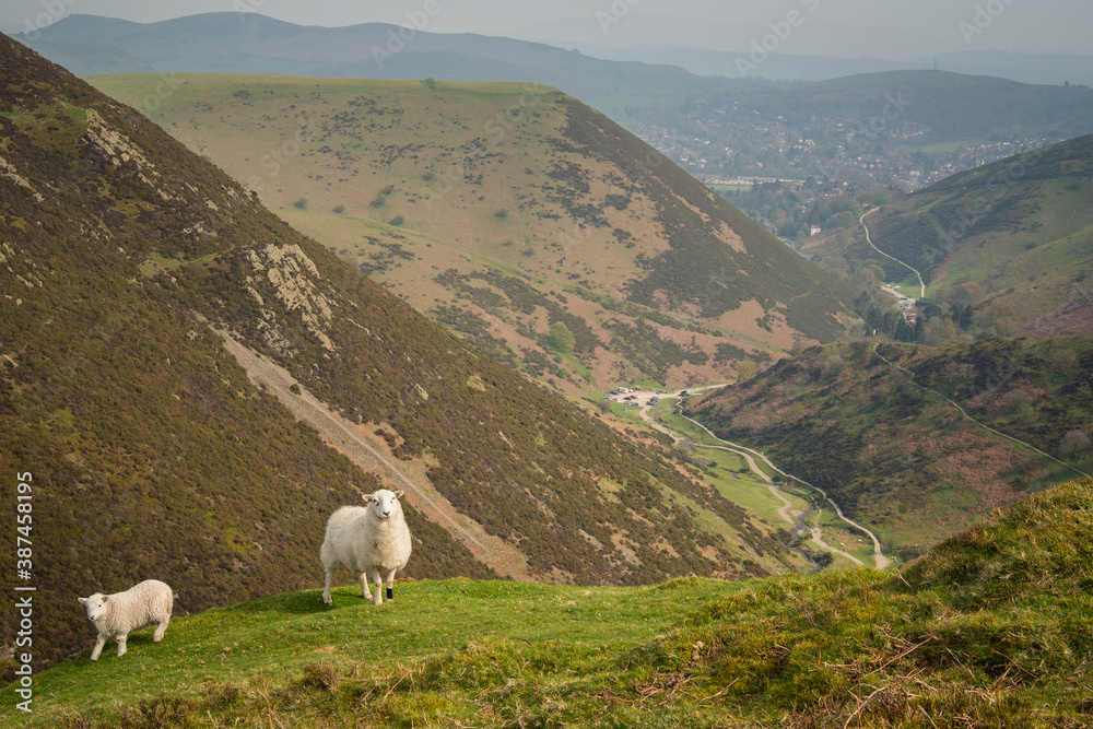View mummy and baby sheep in Carding Mill Valley