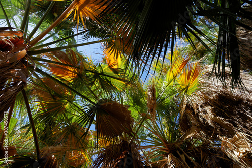 palm tree in the sun