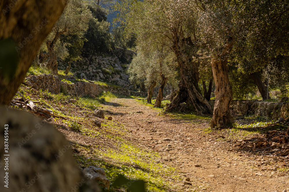 Winding mountain road in a forest of olive trees and wild undergrowth with piled old stone walls