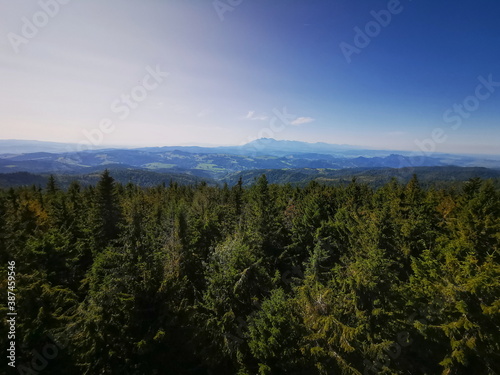Fototapeta Naklejka Na Ścianę i Meble -  View of the Tatra Mountains from above the trees. Radziejowa