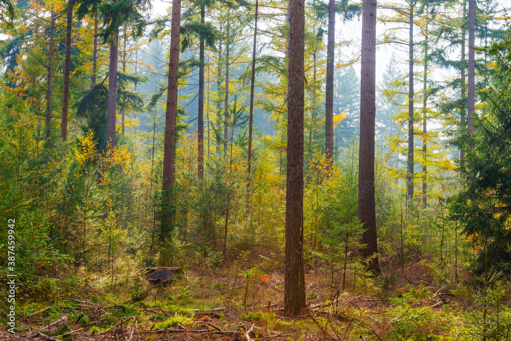 Obraz premium Trees in autumn colors in a forest in bright sunlight at fall, Baarn, Lage Vuursche, Utrecht, The Netherlands, October 23, 2020