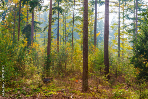 Wallpaper Mural Trees in autumn colors in a forest in bright sunlight at fall, Baarn, Lage Vuursche, Utrecht, The Netherlands, October 23, 2020 Torontodigital.ca