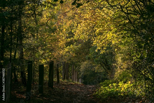 idyllischer Waldweg mit Herbstlaub