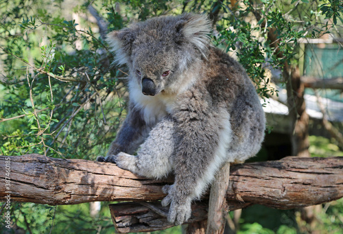 Koala sitting on the branch - Phillip Island, Victoria, Australia