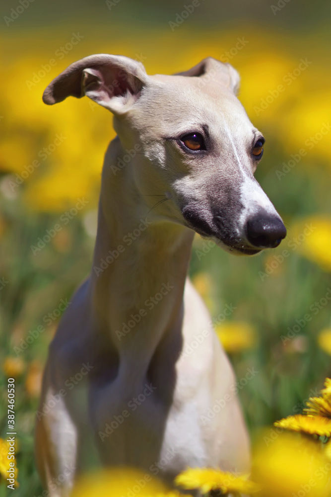 The portrait of a cute fawn and white Whippet dog posing outdoors in a green grass with yellow dandelion flowers in spring