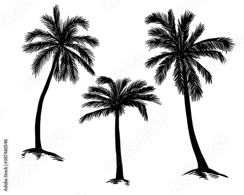 Palm tree silhouette. Vector black palms on a white background.