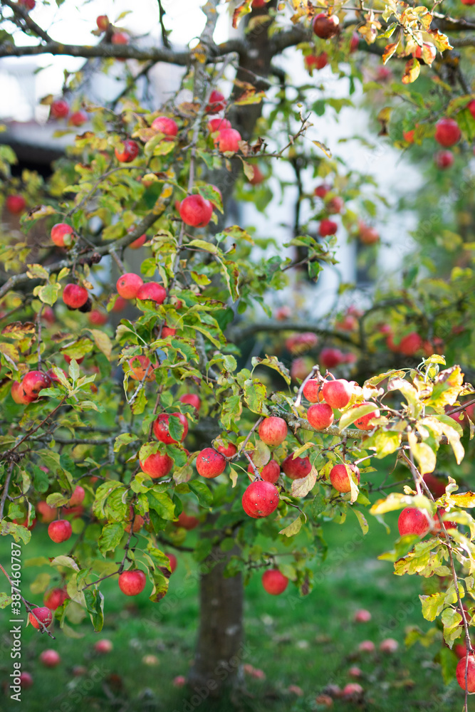 Apfelbaum mit roten Früchten Apfelbaum mit roten Früchten
