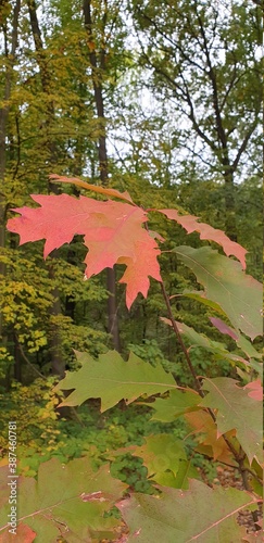 autumn in the forest