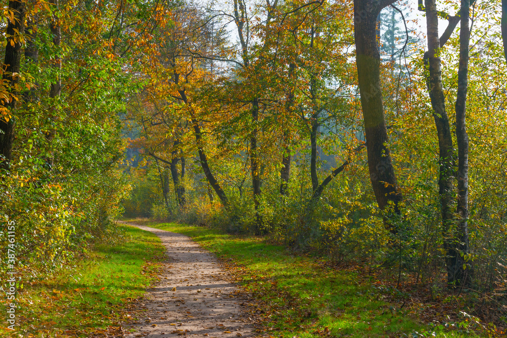 Trees in autumn colors in a forest in bright sunlight at fall, Baarn, Lage Vuursche, Utrecht, The Netherlands, October 23, 2020