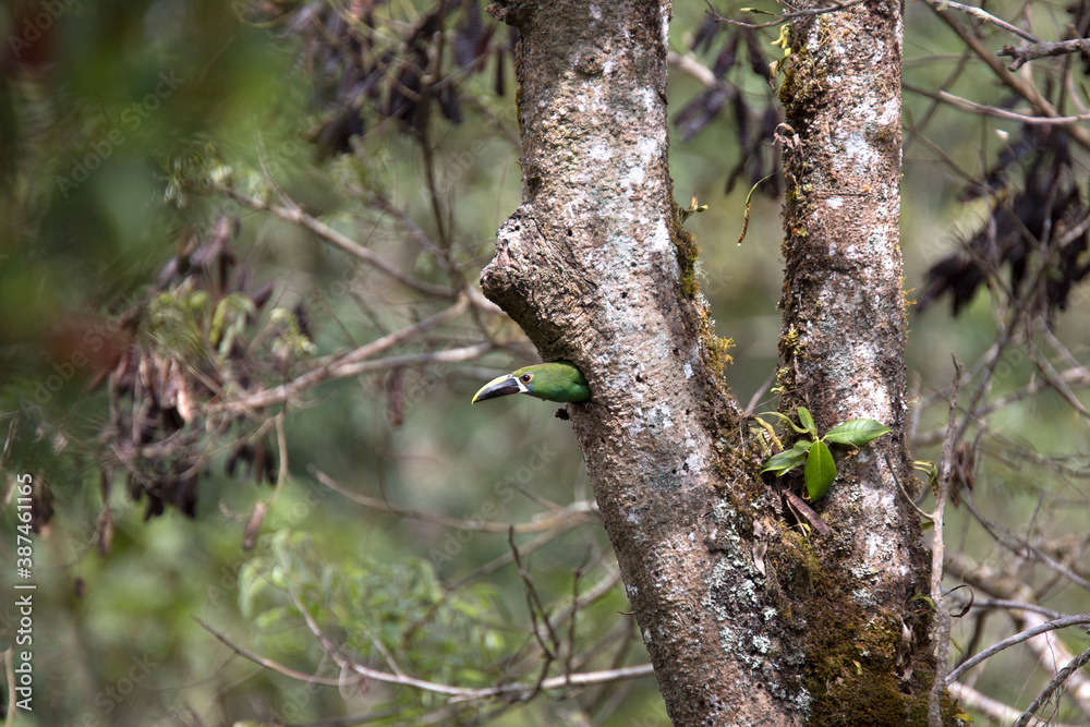 The emerald toucanet in nest (Aulacorhynchus prasinus) is a species of near-passerine bird in the family Ramphastidae The emerald toucanet in nest (Aulacorhynchus prasinus) is a species of near-passerine bird in the family Ramphastidae