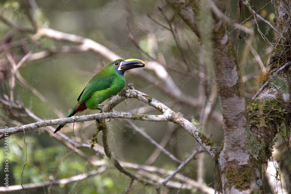 The emerald toucanet in nest (Aulacorhynchus prasinus) is a species of near-passerine bird in the family Ramphastidae
