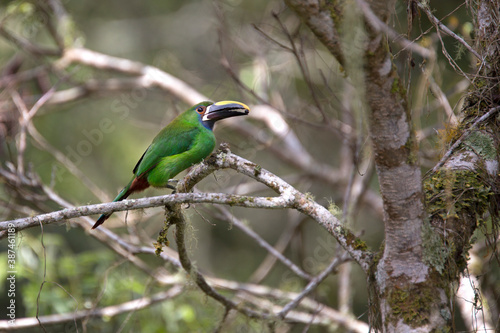 The emerald toucanet in nest (Aulacorhynchus prasinus) is a species of near-passerine bird in the family Ramphastidae