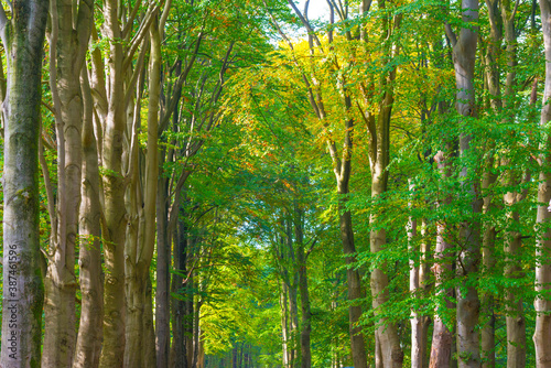 Trees in autumn colors in a forest in bright sunlight at fall, Baarn, Lage Vuursche, Utrecht, The Netherlands, October 23, 2020