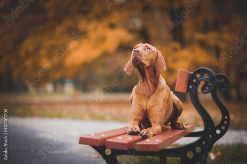 dog sitting on bench