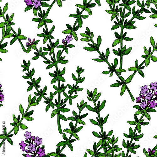 Hand drawn thyme seamless pattern. Herbal print in colored sketch style. Vector illustration