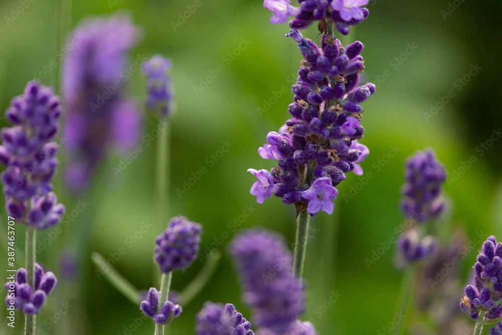 lavender flowers - close-up. A bouquet of fragrant flowers in lavender fields in French Provence near Valensole lavender flowers - close-up. A bouquet of fragrant flowers in lavender fields in French Provence near Valensole