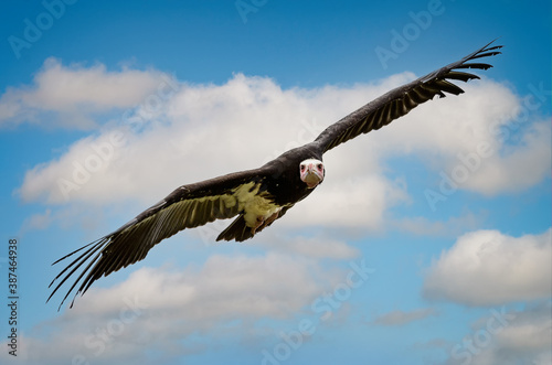 Close up of Vulture with wings spread wide gliding in the sky against a blue sky