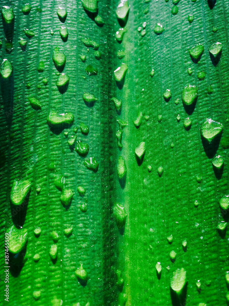 Beautiful green leafy texture with drops of morning dew, close-up Beautiful green leafy texture with drops of morning dew, close-up