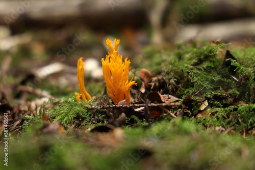 Calocera viscosa, commonly known as the yellow stagshorn photo