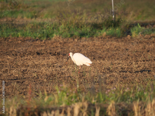 Toki or Japanese crested ibis or Nipponia nippon eating at rice field in Sado island
 photo