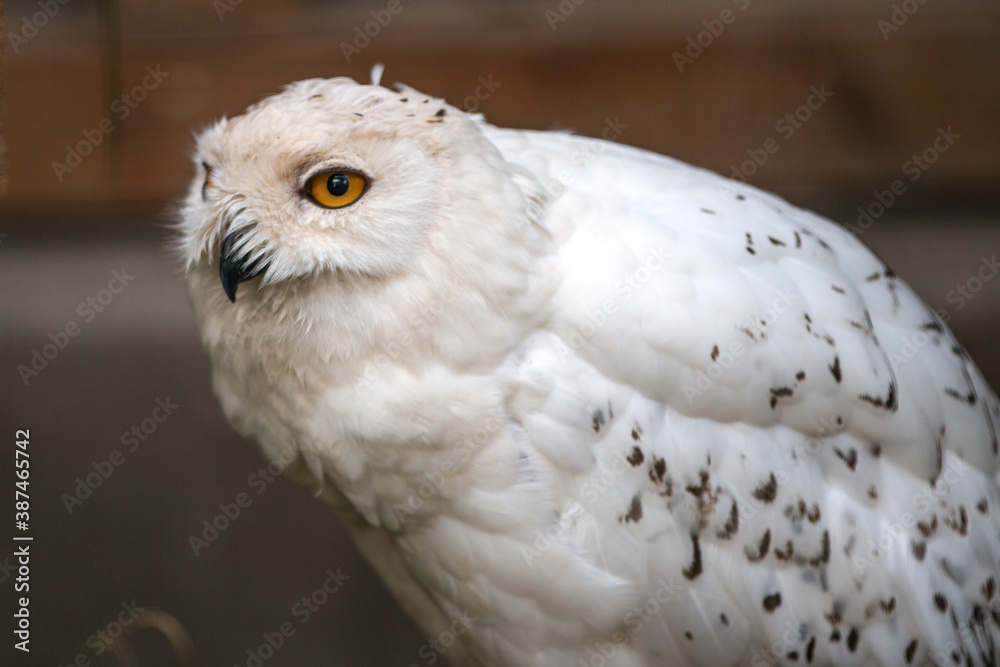 Fototapeta premium Schneehuhn (Schnee-Eule (Bubo scandiacus, Bubo scandiaca, Nyctea scandiaca, Schneeeule)