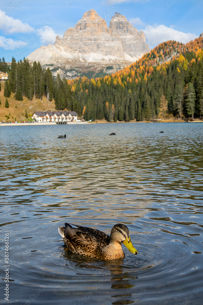 VERTICAL: Beautiful female duck swims around tranquil Lago di Misurina in fall