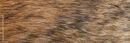 close up of brown fur texture