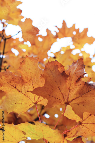 Autumn Landscape With Yellow Leaves Against the Sky