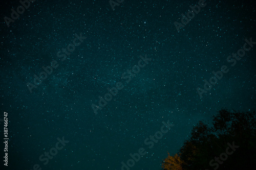 Silhouettes of tall trees against a starry blue sky. Night landscape © Дмитрий Ткачев