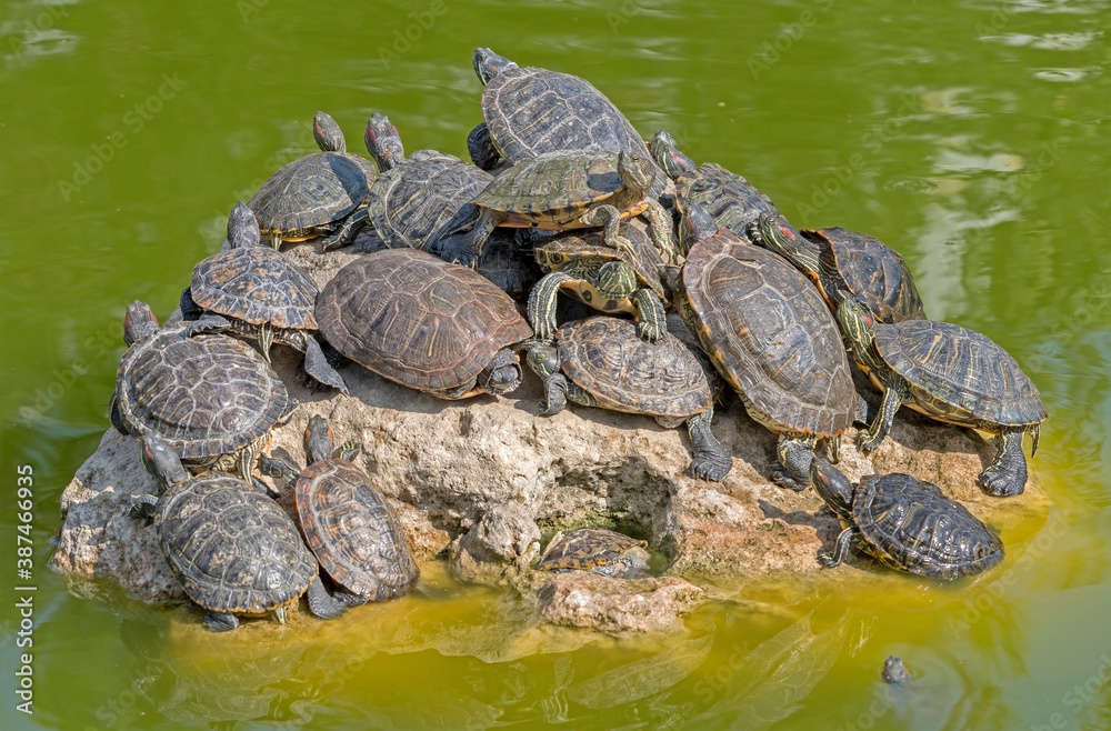 red-eared turtles basking in the sun red-eared turtles basking in the sun
