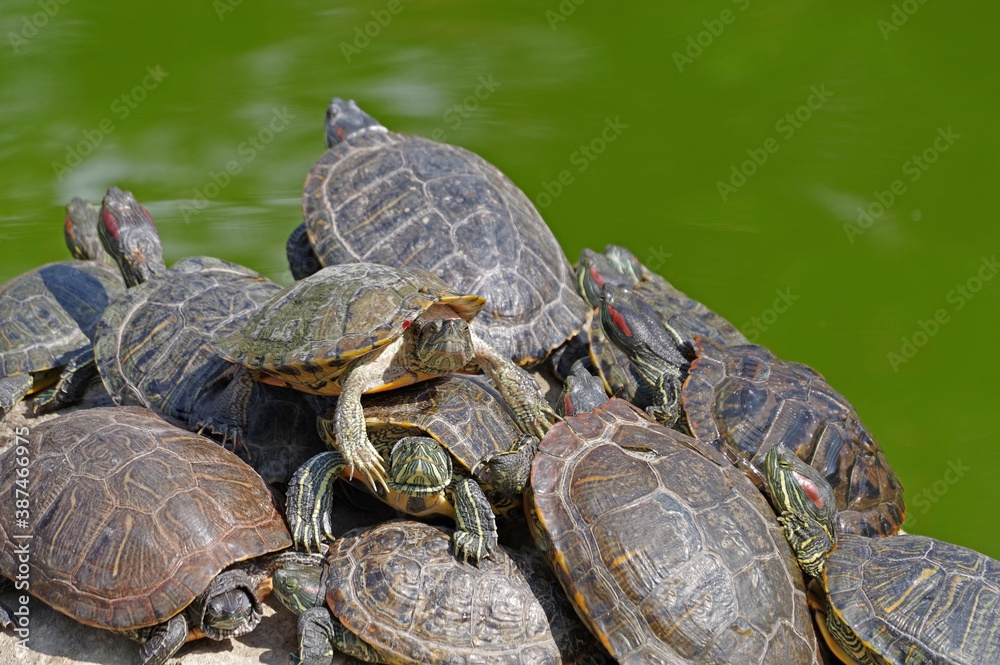 red-eared turtles basking in the sun red-eared turtles basking in the sun