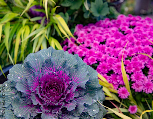 Foto Colorful ornamental kales are the focal point of this fall garden scape in a Mid