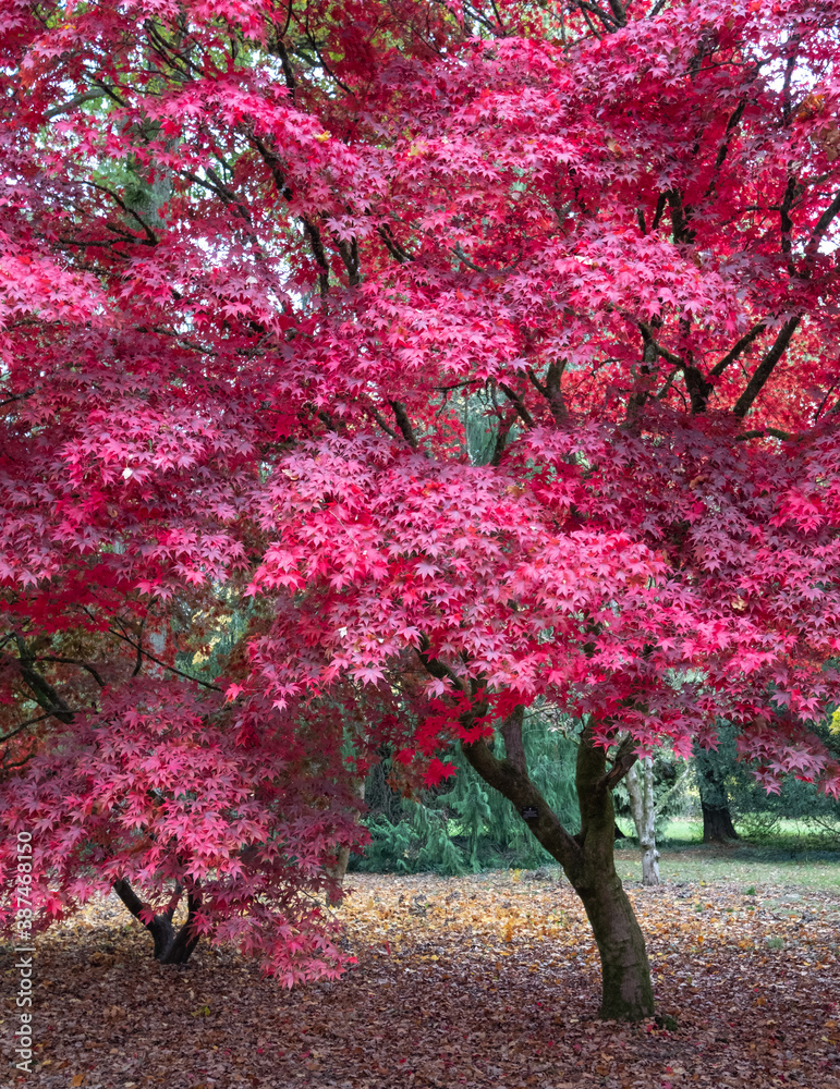 Acer and maple trees in a blaze of autumn colour, photographed at
